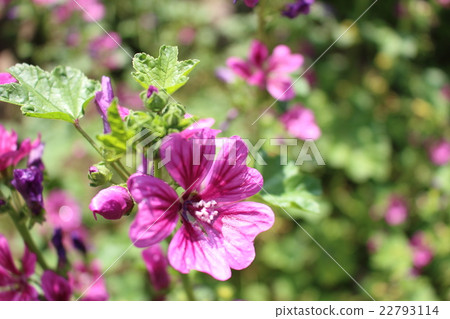 翁布里亞奧約 22793114