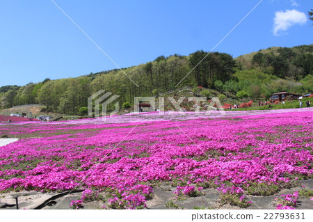 Shiba and blue sky Shiba and blue sky 22793631