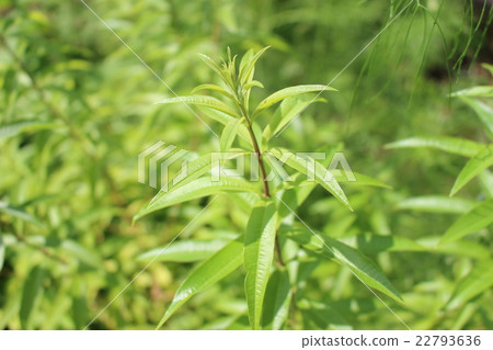 Lemon verbena 22793636