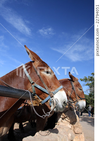Mule at the Grand Canyon National Park.. 22794051