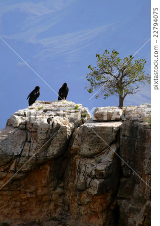 California Condor at Grand Canyon.. California Condor at Grand Canyon.. 22794075