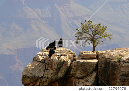 California Condor at Grand Canyon.. California Condor at Grand Canyon.. 22794076