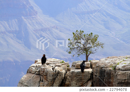 California Condor at Grand Canyon.. 22794078