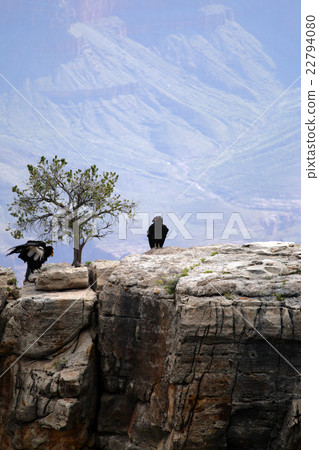 California Condor at Grand Canyon.. California Condor at Grand Canyon.. 22794080