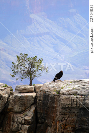 California Condor at Grand Canyon.. California Condor at Grand Canyon.. 22794082