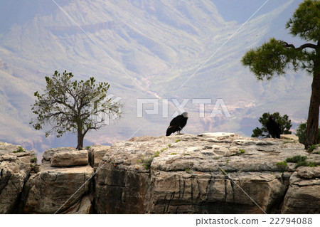 California Condor at Grand Canyon.. California Condor at Grand Canyon.. 22794088