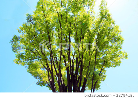 年輕葉子的季節 22794183