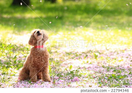 It's a snowstorm 22794346