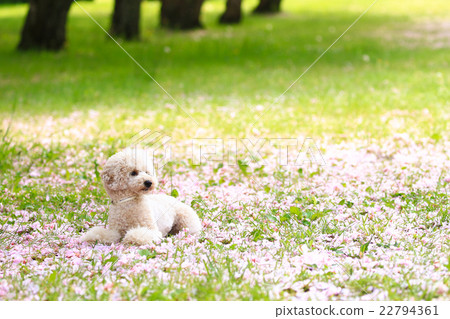 It's a petal carpet♪ 22794361