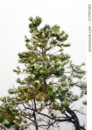 Grand Canyon National Park, USA.. 22794365