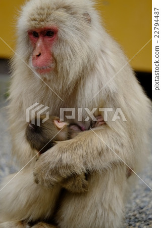 Parent and child monkey 22794487