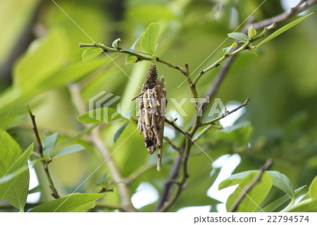 Minor beetle 22794574