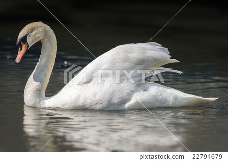 Mute Swan on a Lake 22794679