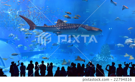 沖繩本島 沖繩本島 22794816