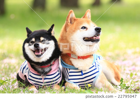 It's spring♪ 22795047