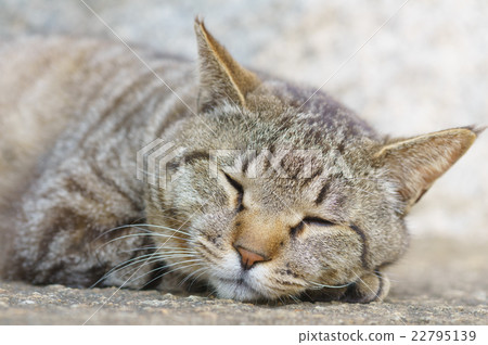 Cat Cat 22795139