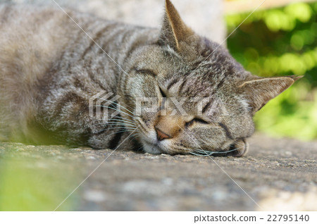 Cat Cat 22795140