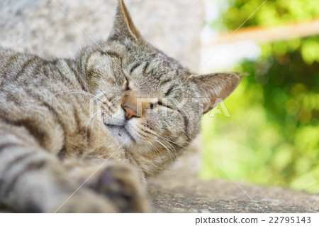 Cat Cat 22795143