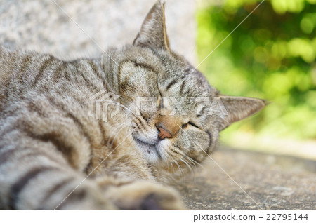 Cat Cat 22795144