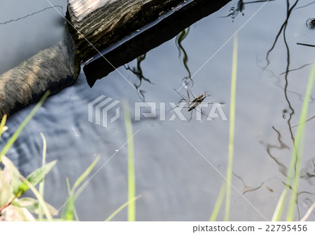 Amenbo Amenbo 22795456