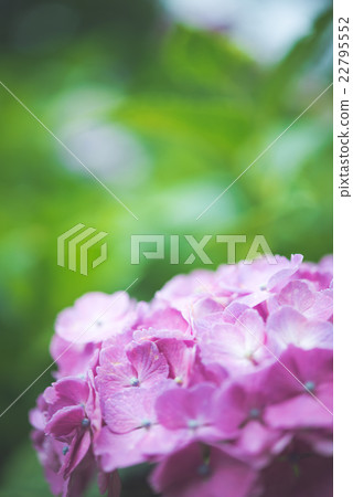  hydrangea 22795552