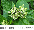 Hydrangea bud 22795662