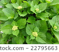 Hydrangea 22795663