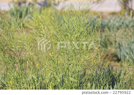 Brassica seeds 22795922
