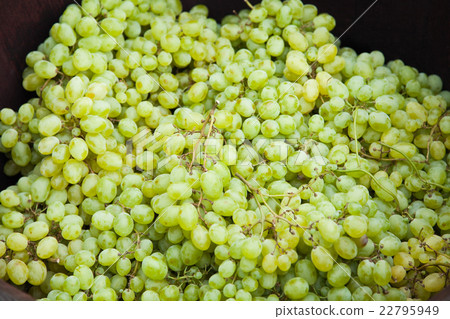 Grape 22795949