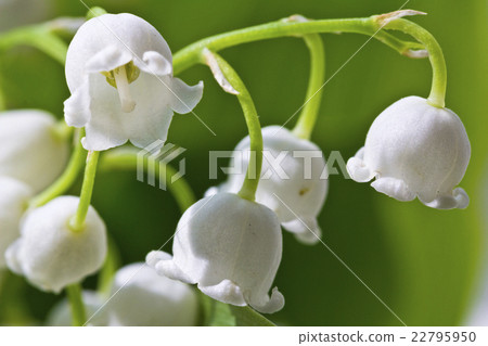 lily-of-the-valley  macro flower 22795950