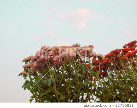 colorful chrysanthemum flowers 22796881