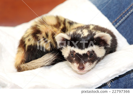 Marbled polecat (Vormela peregusna) lie on white 22797366