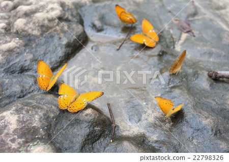 butterfly eating water on the rock 22798326