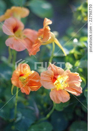 Nasutachiyumu 22798750