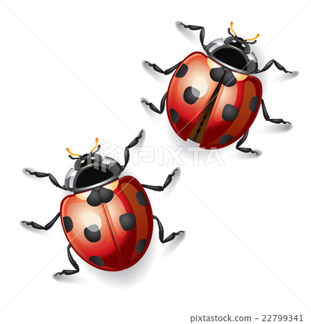 Ladybugs vector illustration. 22799341