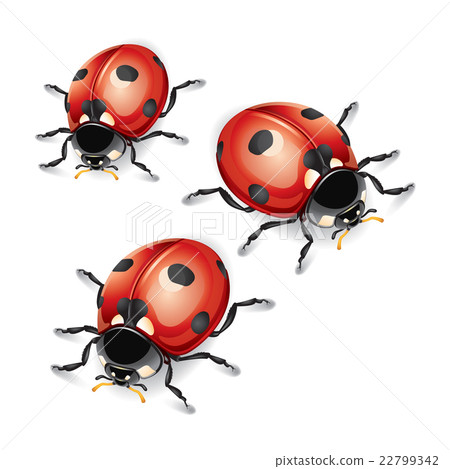 Ladybugs vector illustration. Ladybugs vector illustration. 22799342