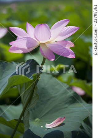Lotus 22799361