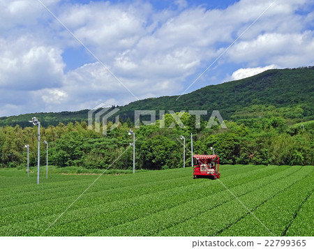 Inuka machi的鹿兒島縣南九州市茶田 22799365