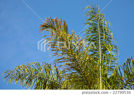 View of palm trees against sky View of palm trees against sky 22799536