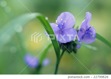  Spiderwort 22799626