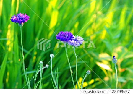 矢車菊 22799627