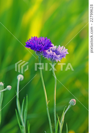 矢車菊 22799628