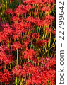群集孤挺花 22799642