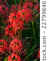群集孤挺花 22799646