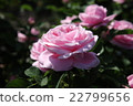 Rose of pink 22799656