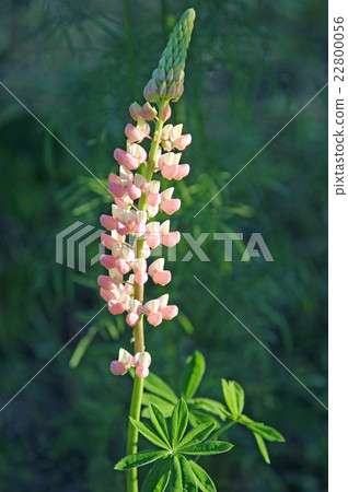 Lupine Lupine 22800056