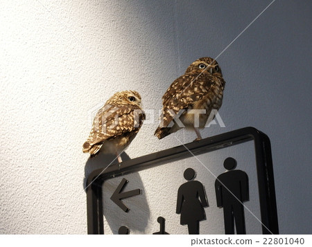 Friends Owl 22801040
