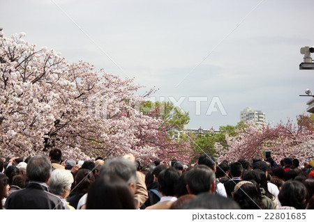 薄荷早晨櫻花走過 22801685