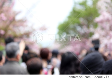 薄荷早晨櫻花走過 22801713