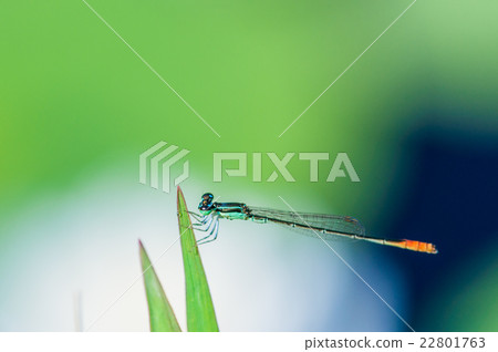 Ittombo Ittombo 22801763